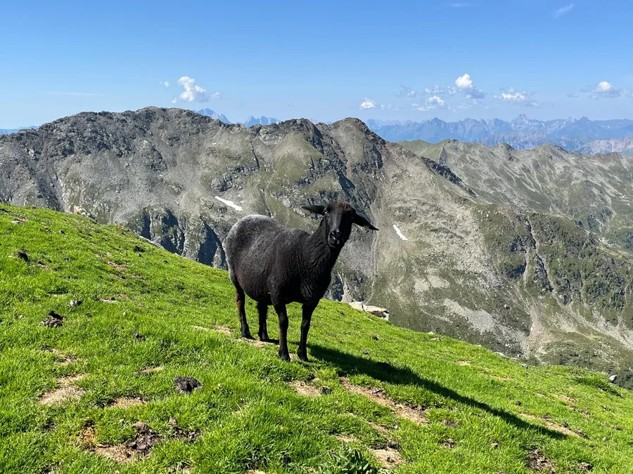 Weidevieh am Grat mit Blick in die Kreuzeckgruppe